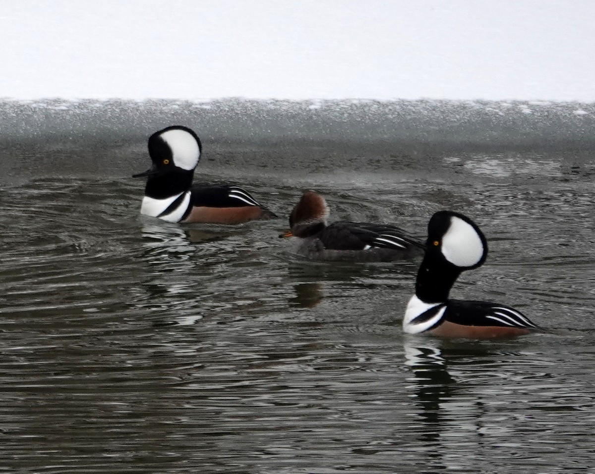 Zerra buruhandia - ML646695948