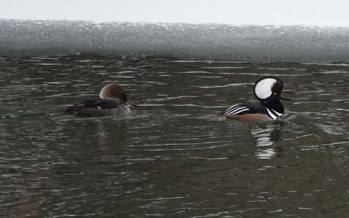 Zerra buruhandia - ML646695950