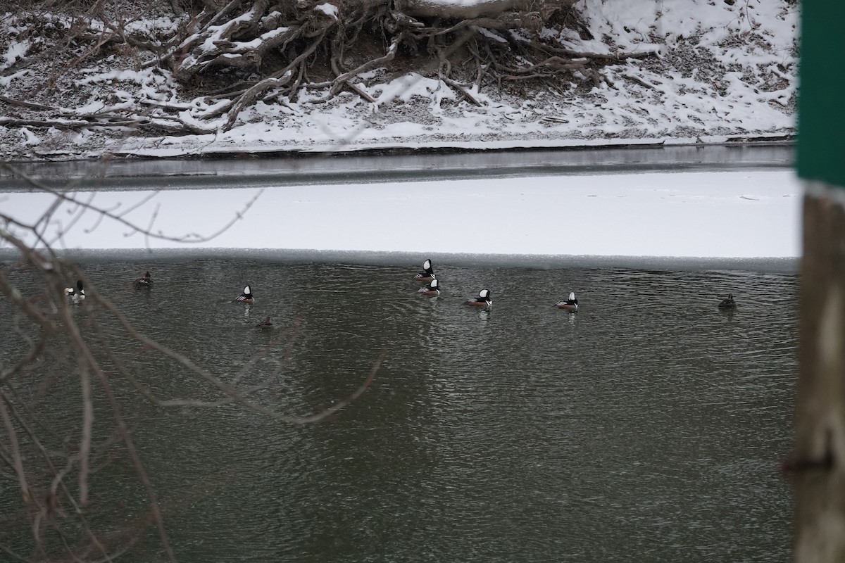 Zerra buruhandia - ML646695951