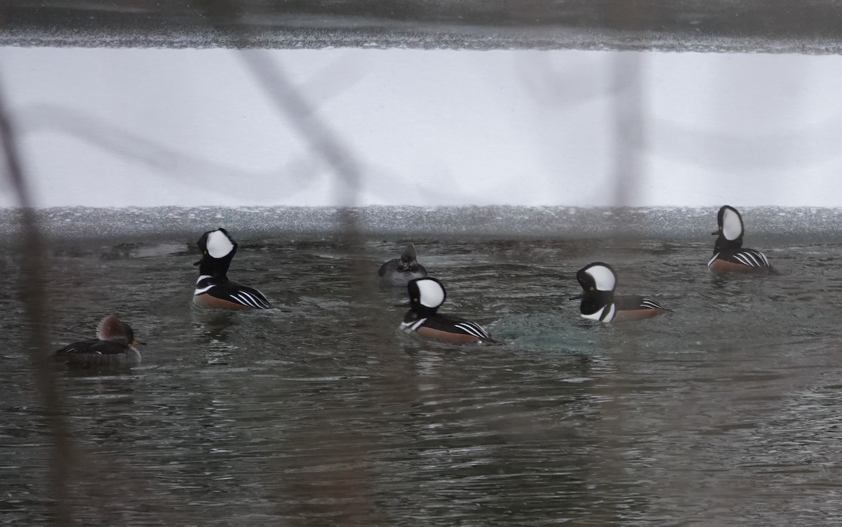 Zerra buruhandia - ML646695952