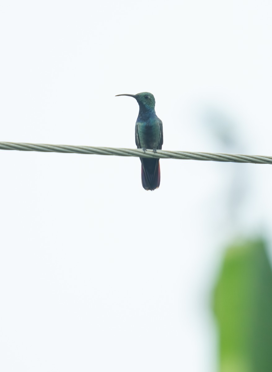 Зеленогрудый манго - ML646695954