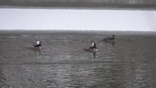 Крех жовтоокий - ML646695955