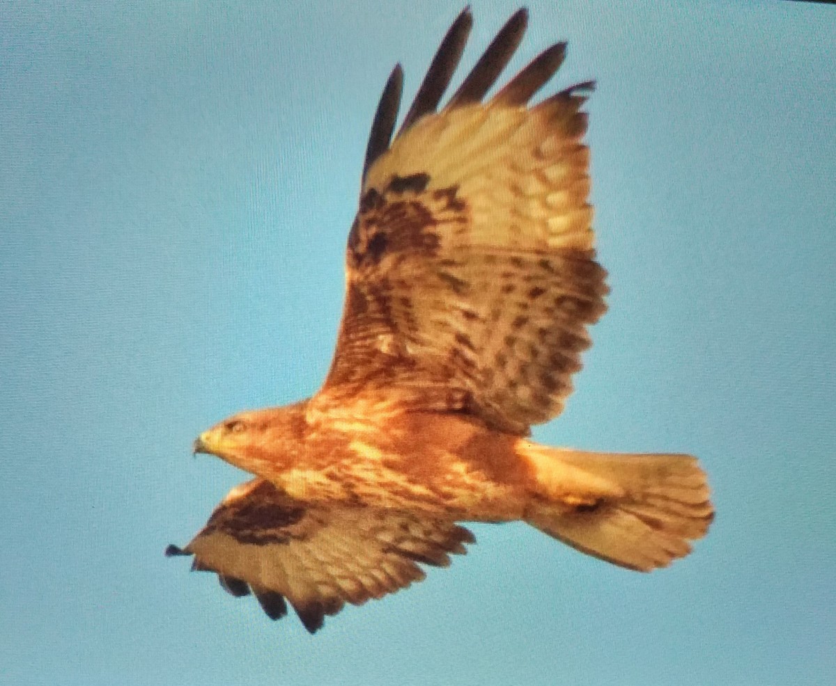 Mäusebussard - ML646695956