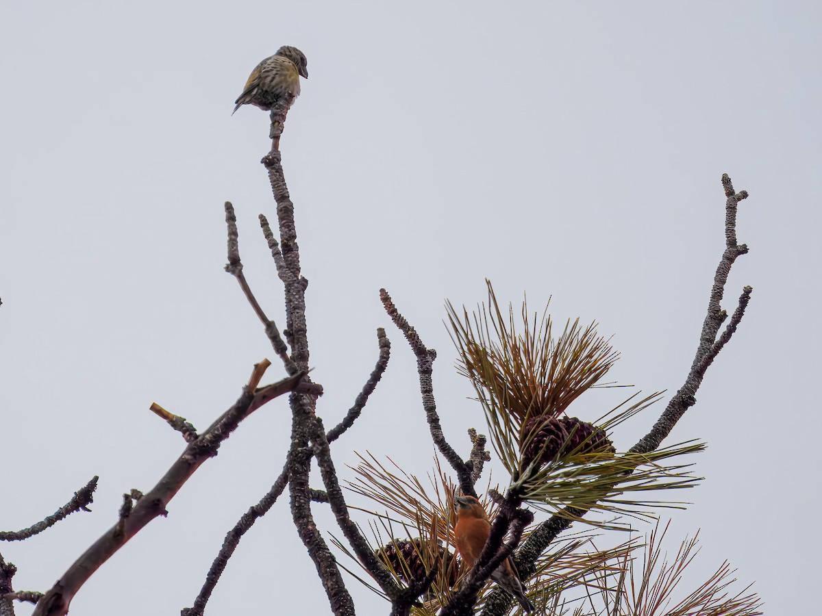 Bec-croisé des sapins - ML646695957