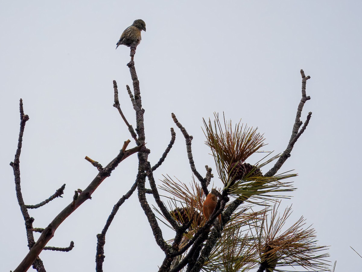 Bec-croisé des sapins - ML646695958