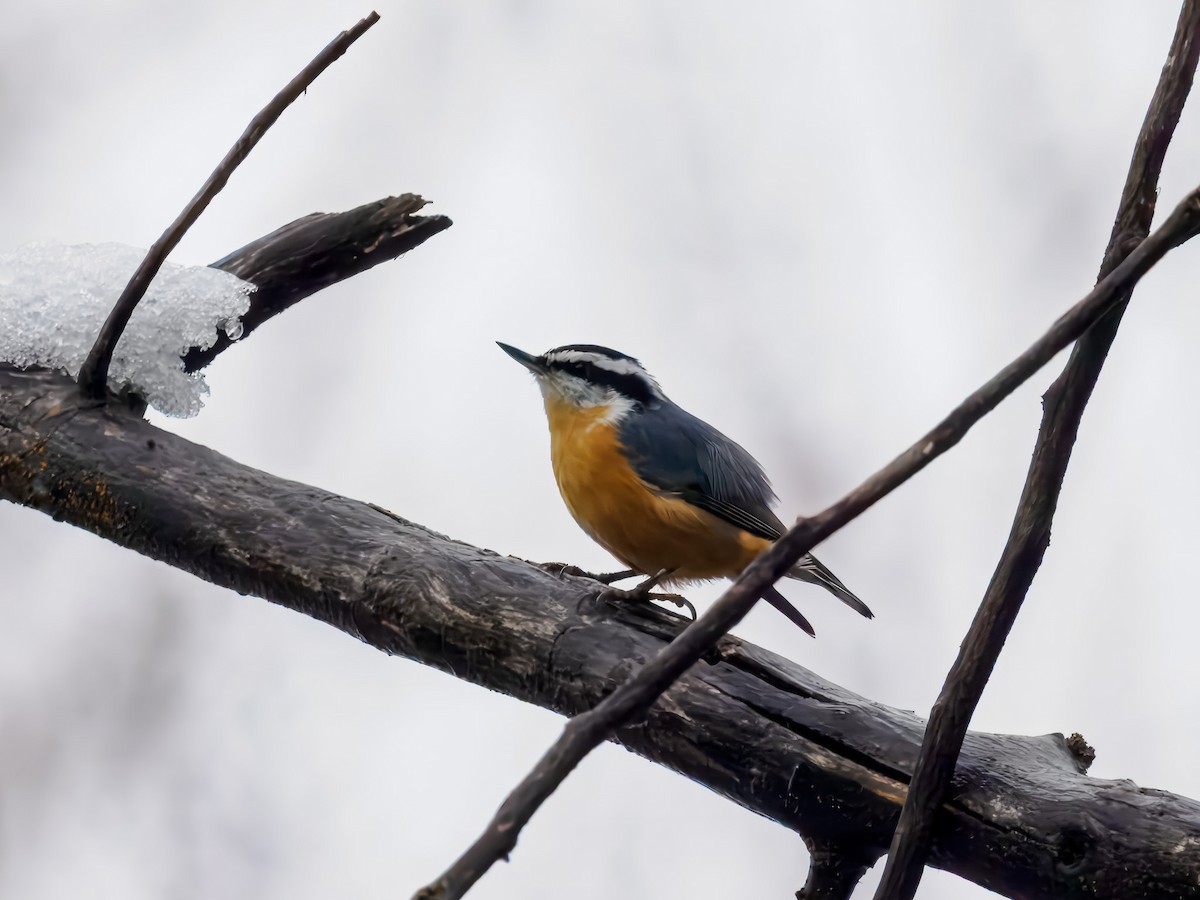 Sittelle à poitrine rousse - ML646695959