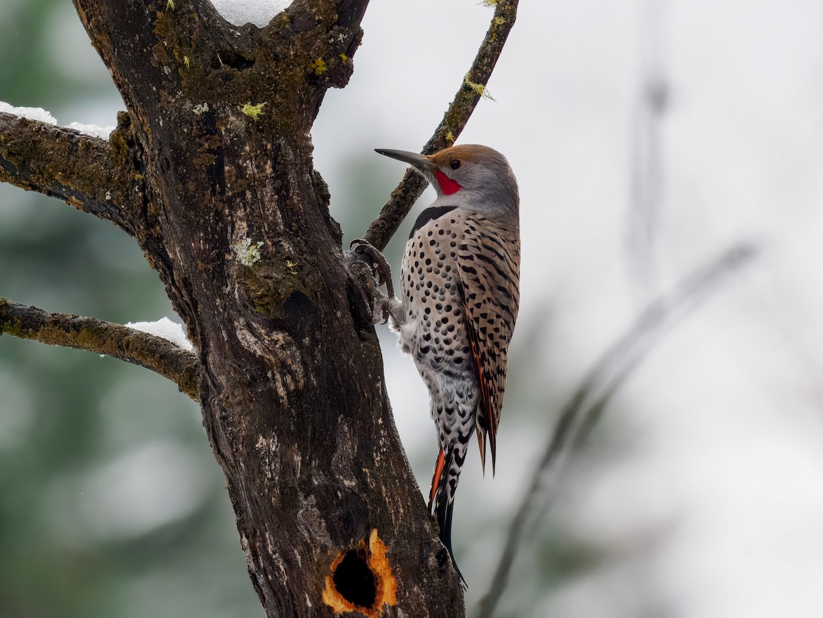 Pic flamboyant - ML646695961