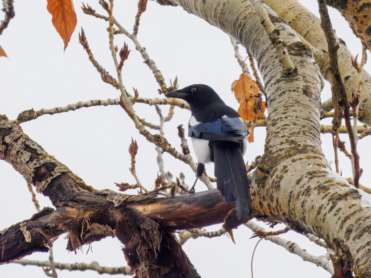 Pie d'Amérique - ML646695963