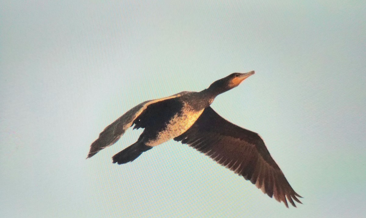 Kormoran - ML646695965