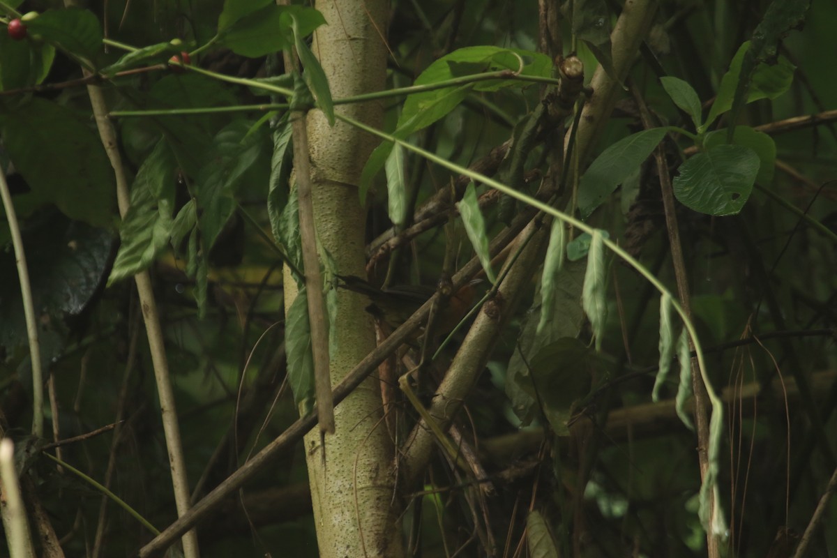 Ochre-breasted Brushfinch - ML646695966