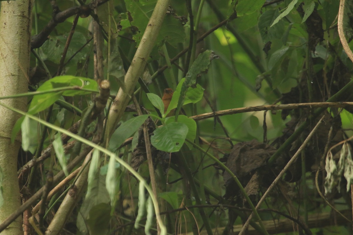 Ochre-breasted Brushfinch - ML646695967