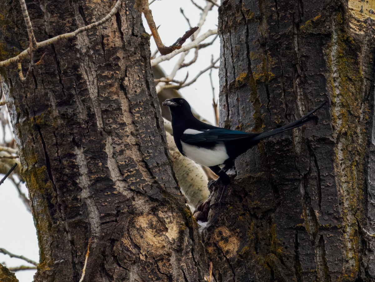 Pie d'Amérique - ML646695968