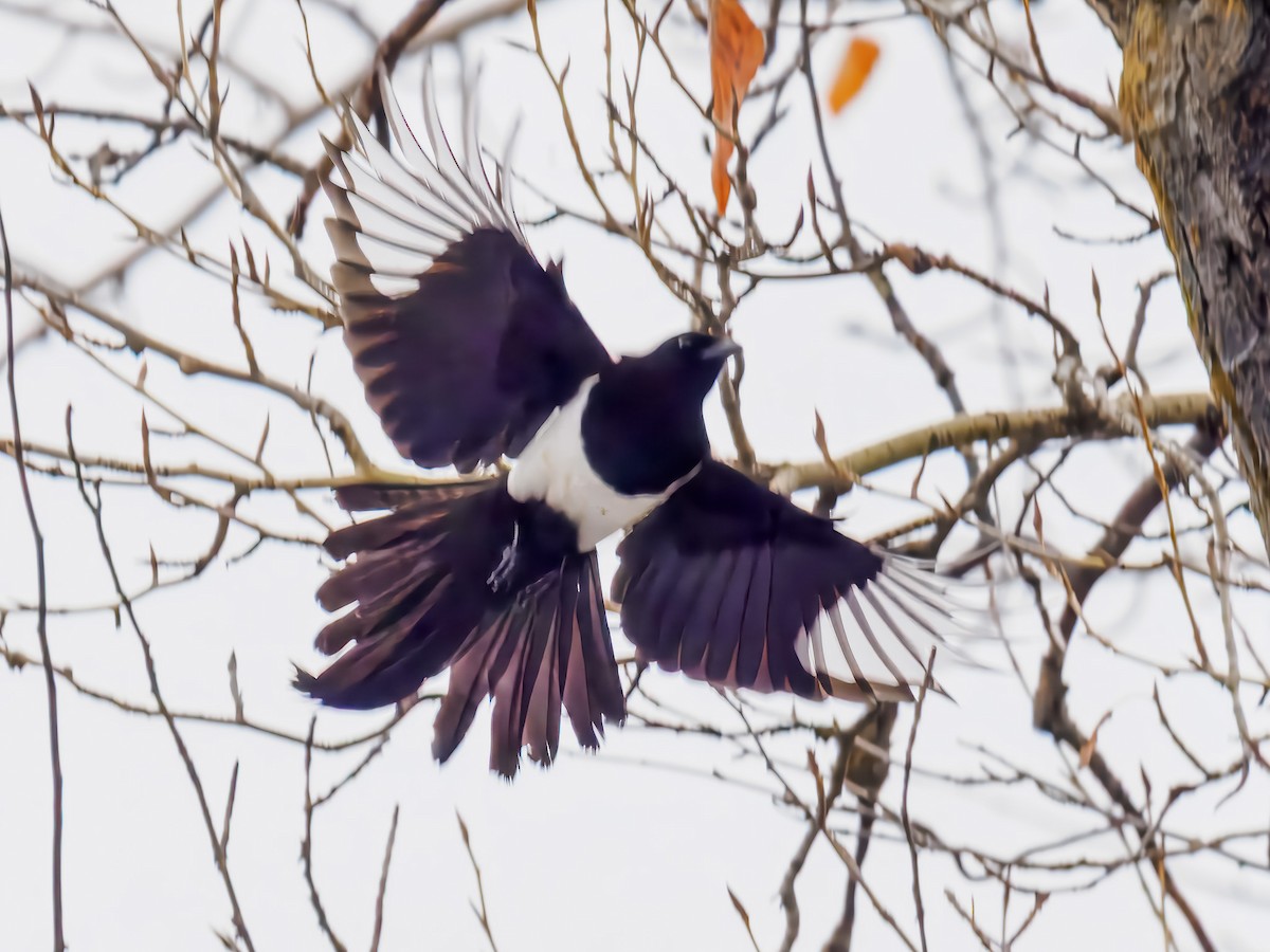 Pie d'Amérique - ML646695969