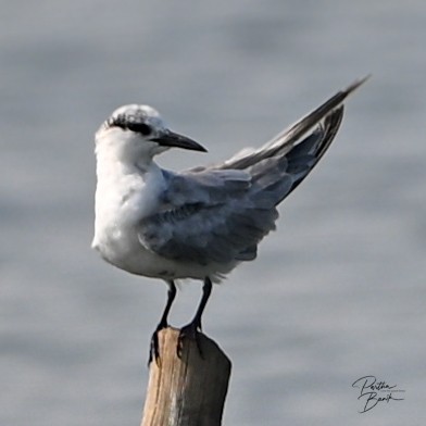 Mignattino piombato - ML646695970