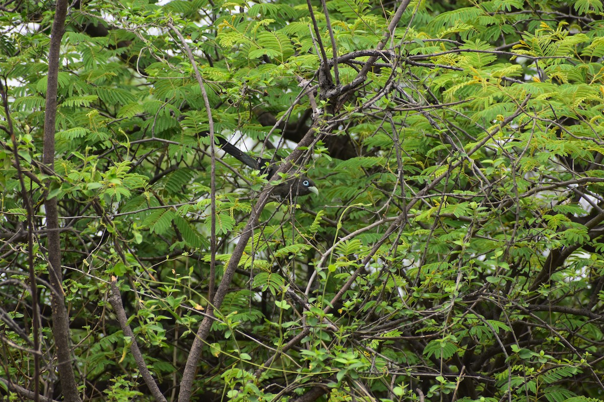 Blue-faced Malkoha - ML646695971