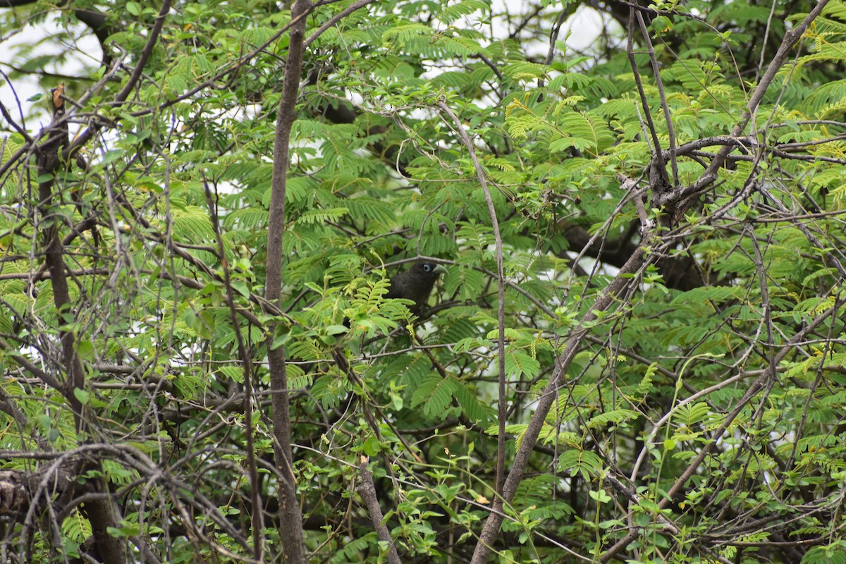 Blue-faced Malkoha - ML646695972