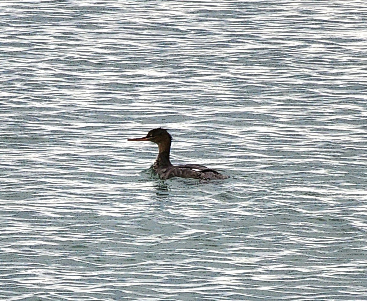 Red-breasted Merganser - ML646695973