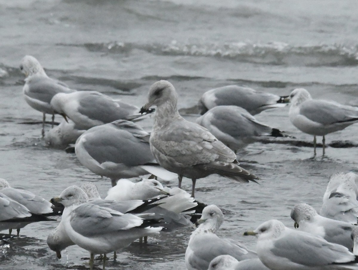 Möwe, unbestimmt - ML646695985