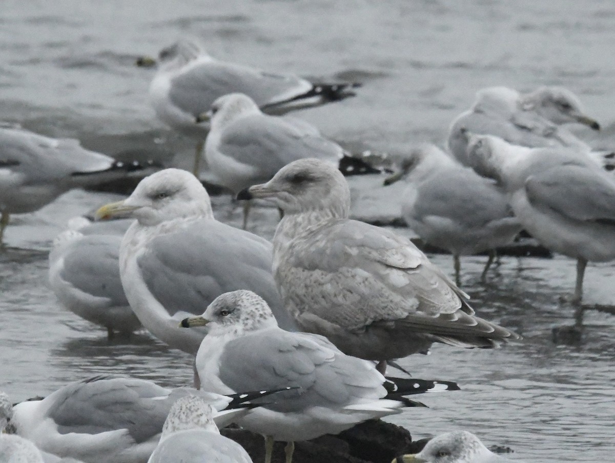 Möwe, unbestimmt - ML646695986