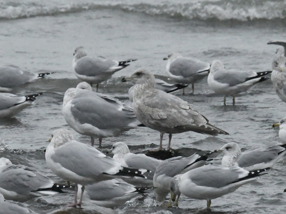 Möwe, unbestimmt - ML646695987