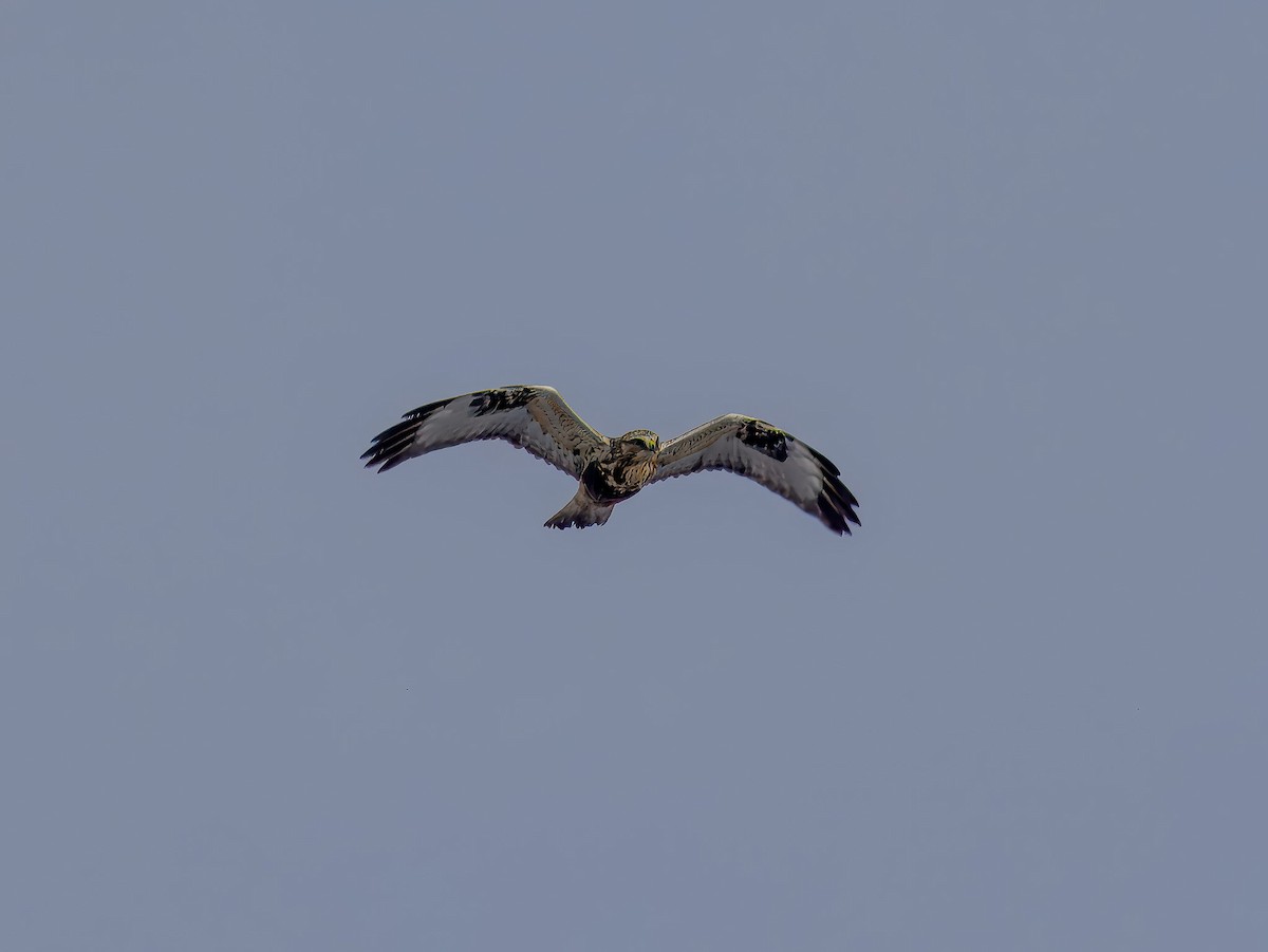 Buse pattue - ML646695988