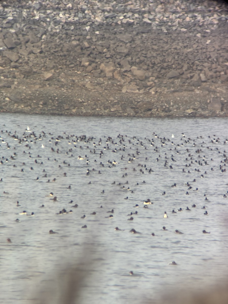 Common Merganser - ML646695993