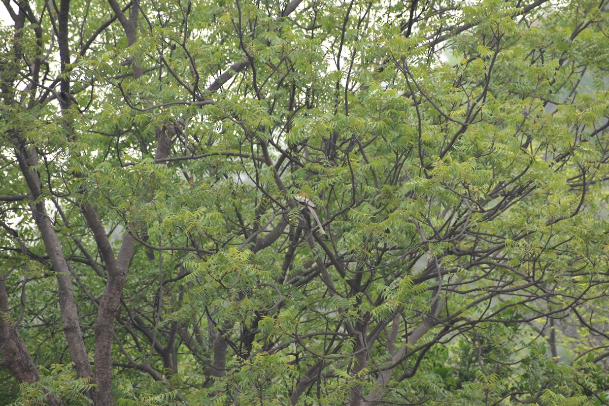 Rufous Treepie - ML646695995