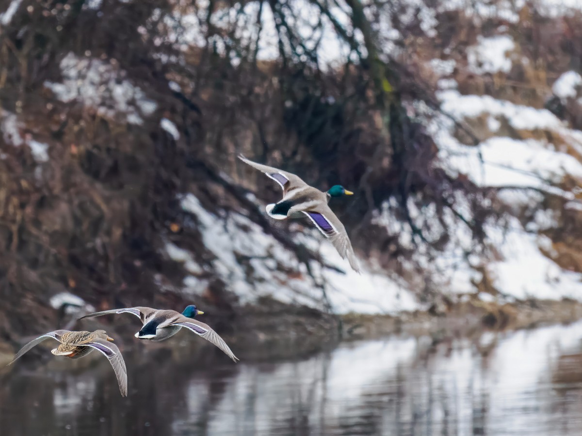 Canard colvert - ML646695996