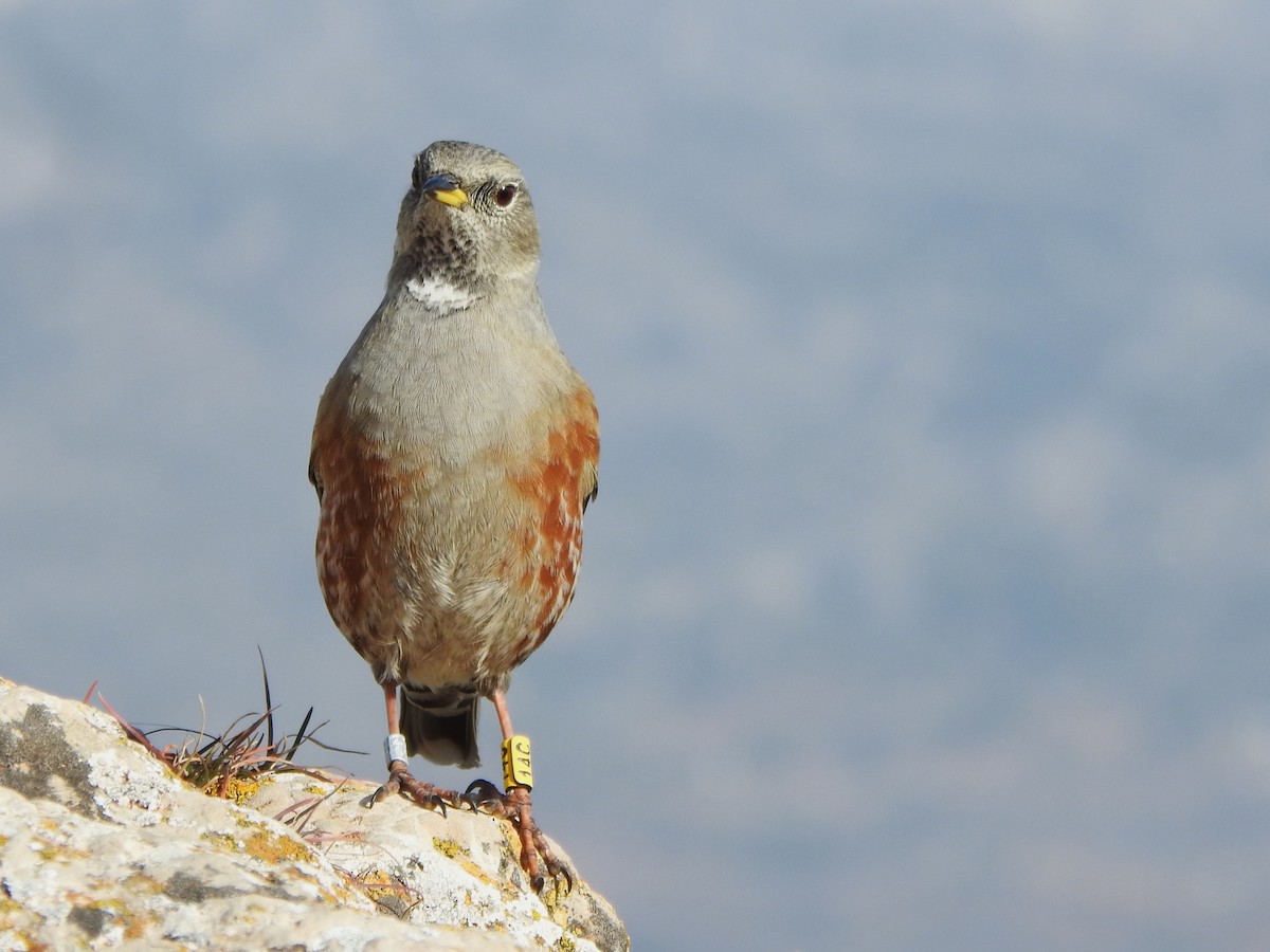 Büyük Dağbülbülü - ML646695997