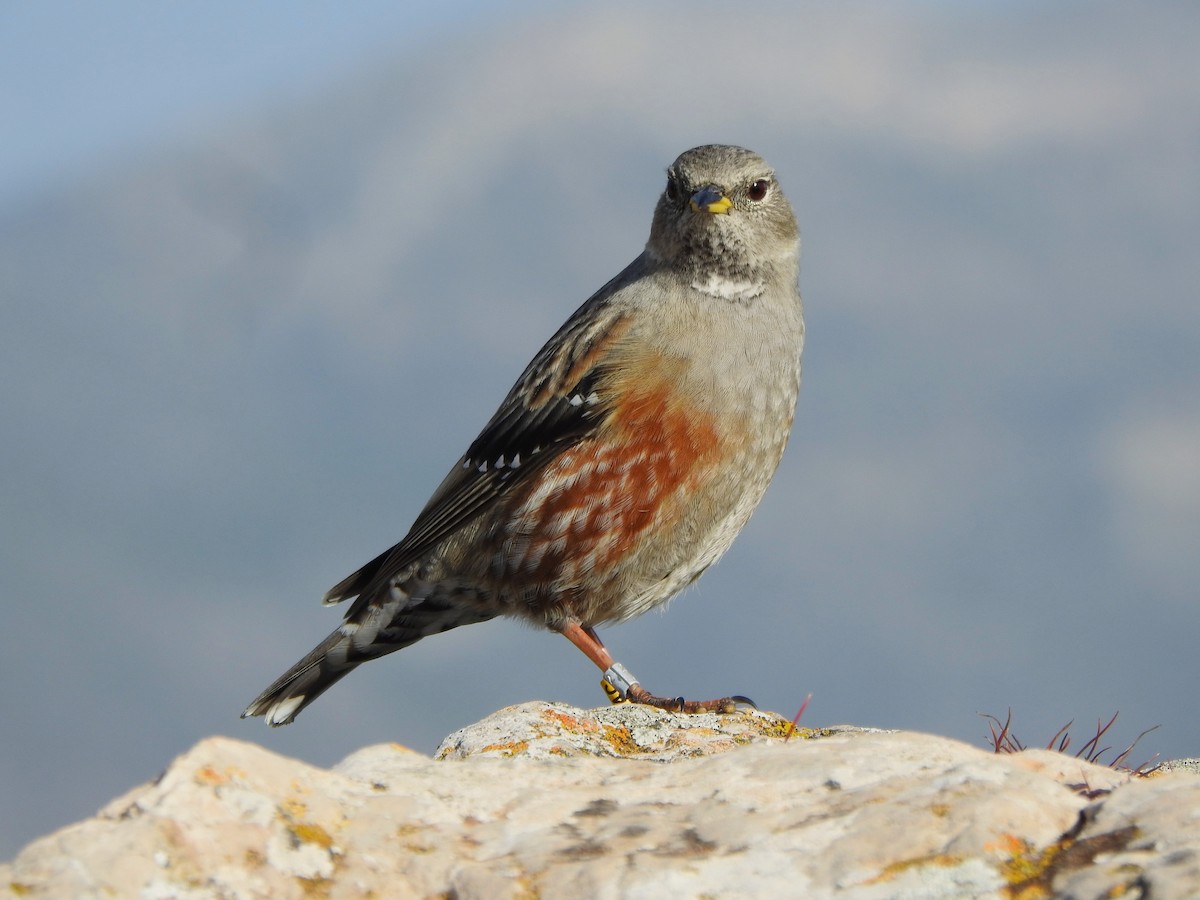 Büyük Dağbülbülü - ML646695998