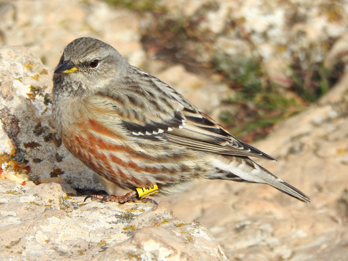 Büyük Dağbülbülü - ML646695999