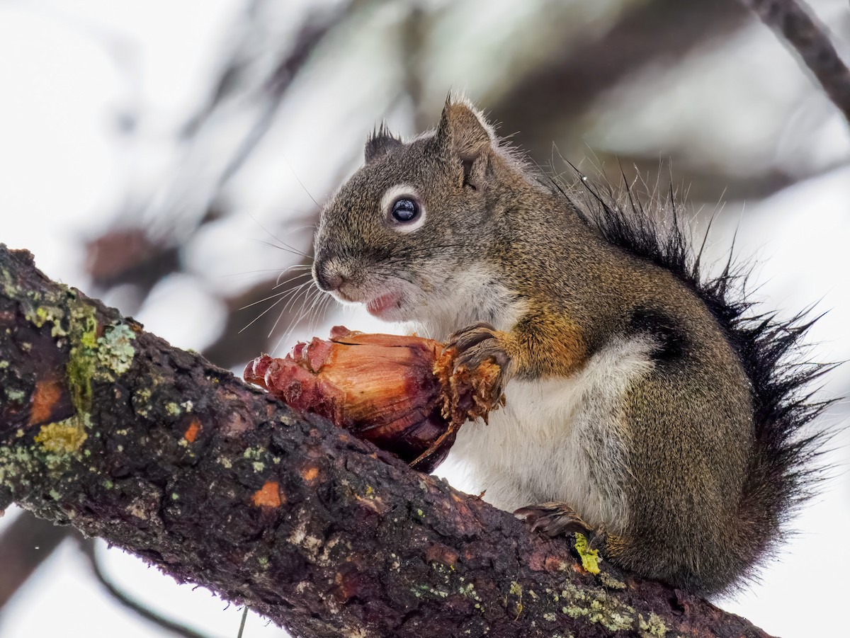 Écureuil roux américain - ML646696001