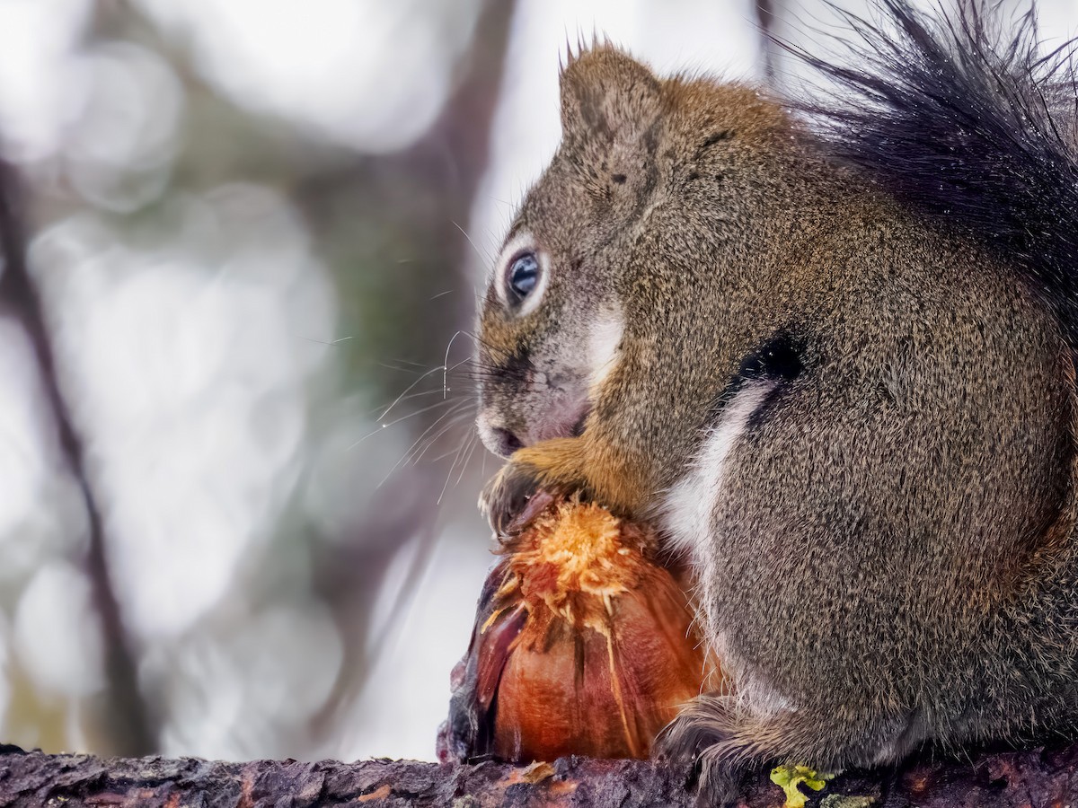 Écureuil roux américain - ML646696002