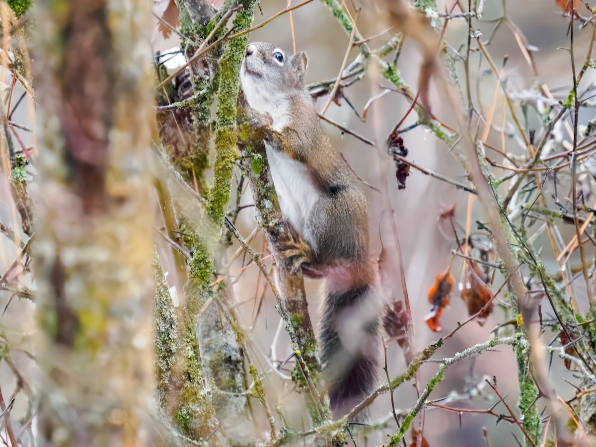 Écureuil roux américain - ML646696004