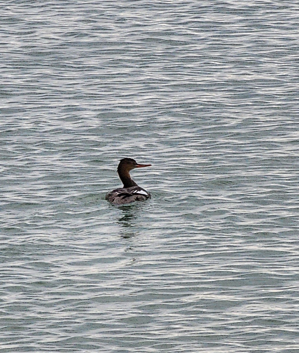 Red-breasted Merganser - ML646696006