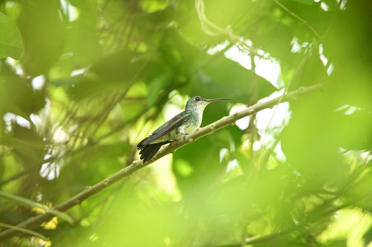 Sapphire-throated Hummingbird - ML646696007