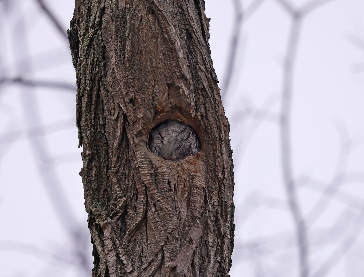 Eastern Screech-Owl - ML646696008