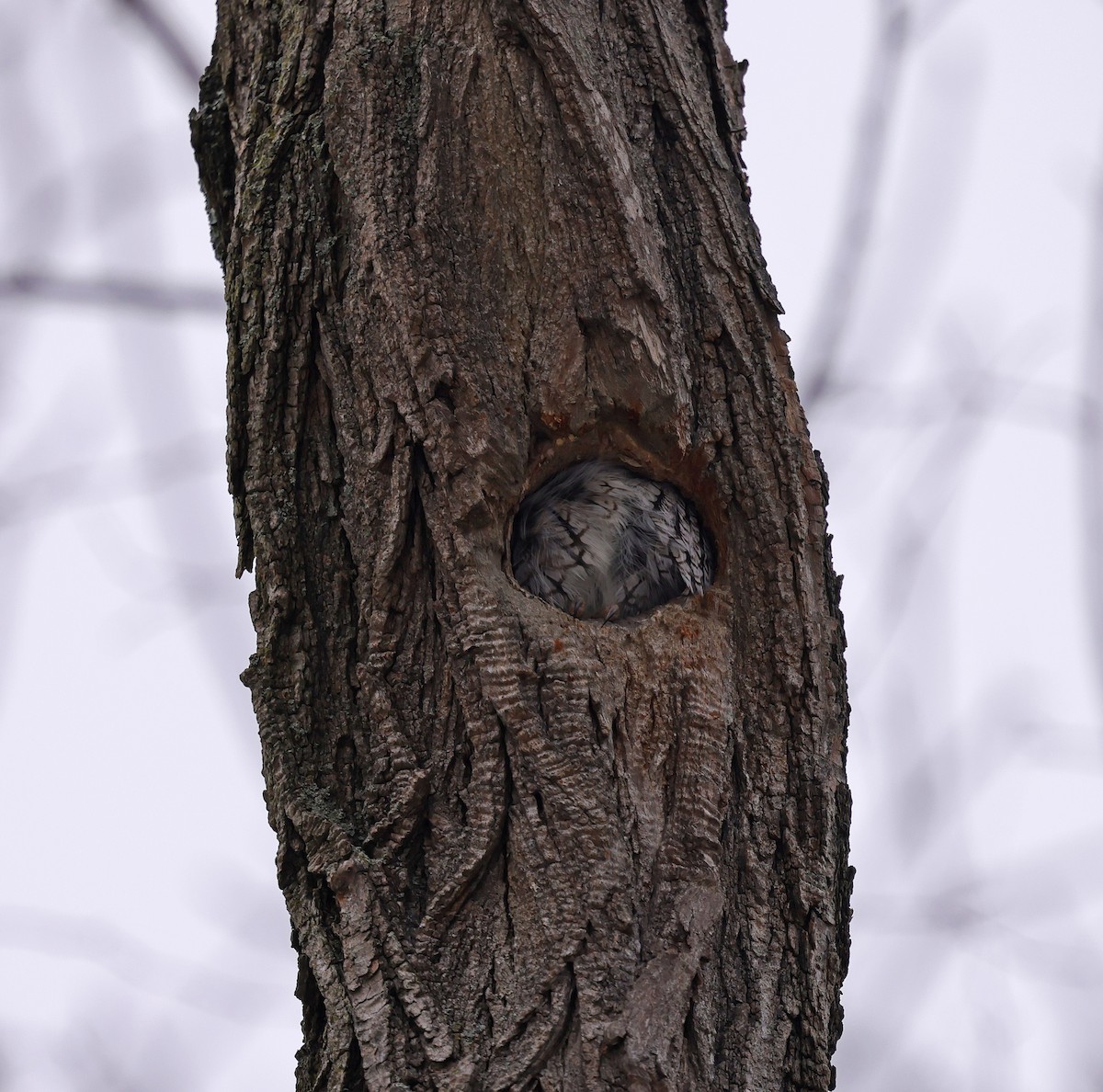 Eastern Screech-Owl - ML646696009