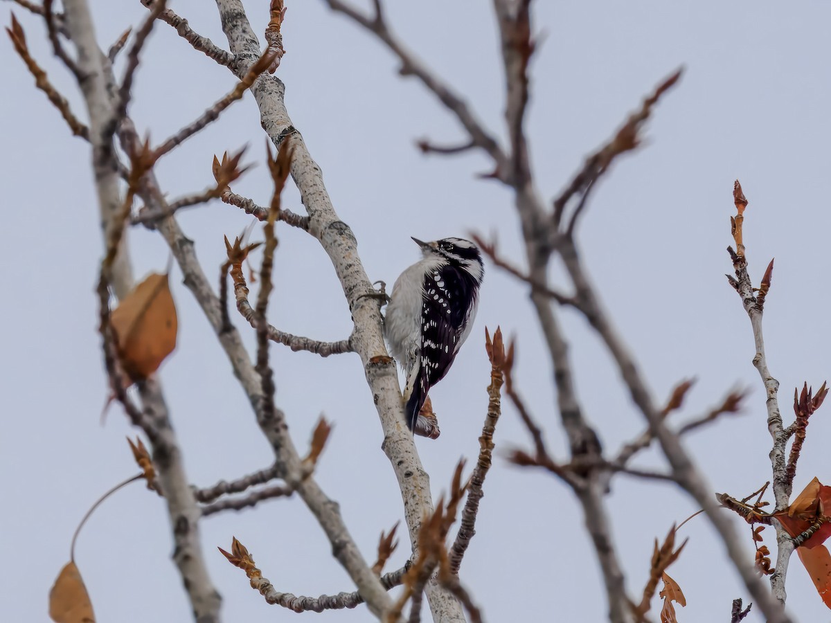 Pic mineur - ML646696013