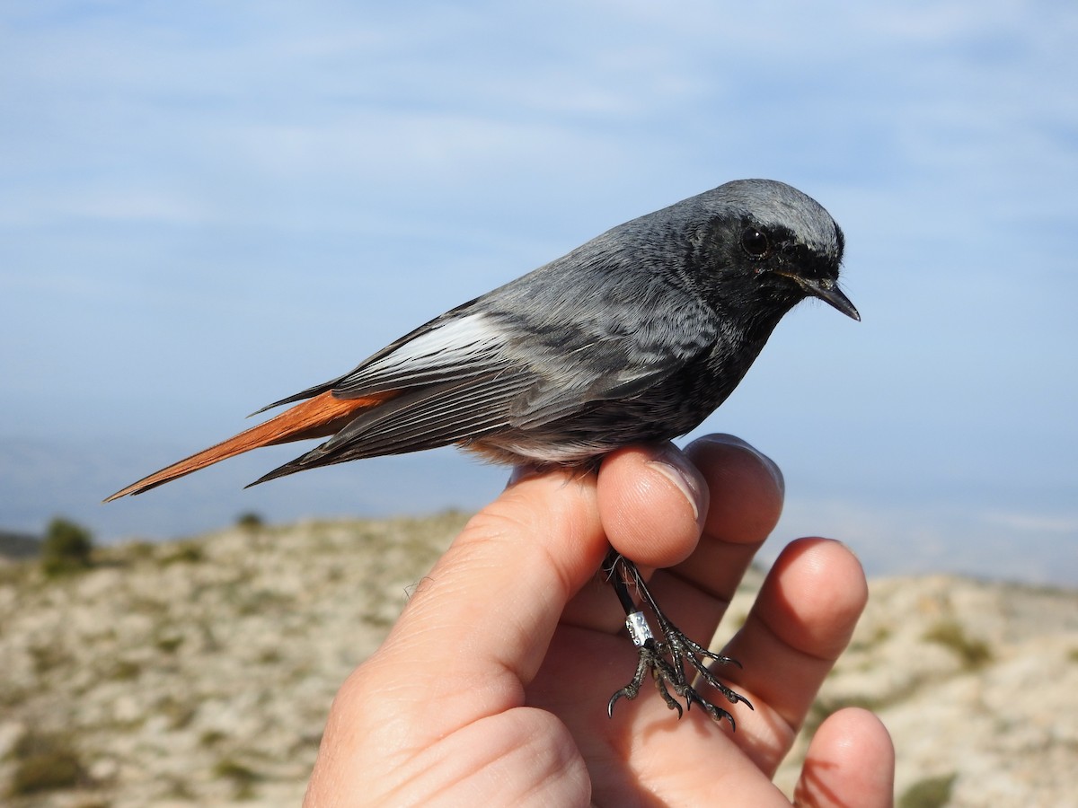 Kara Kızılkuyruk - ML646696015