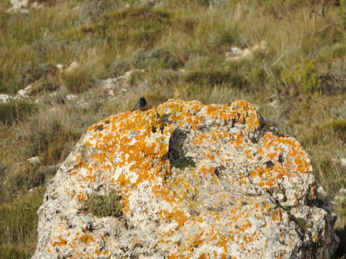 Kara Kızılkuyruk - ML646696016