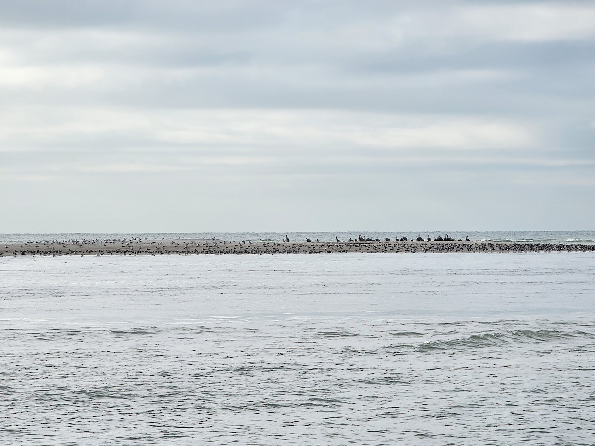 Black Skimmer - ML646696021