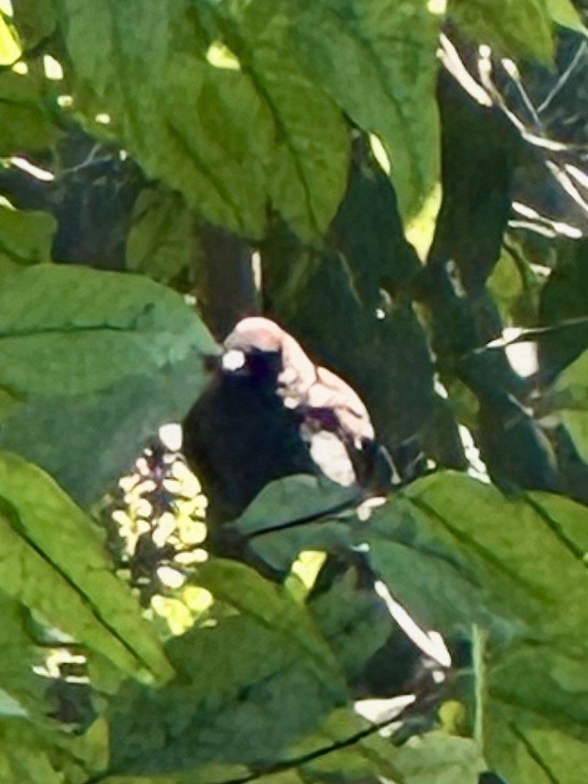 Varied Bunting - ML646696024