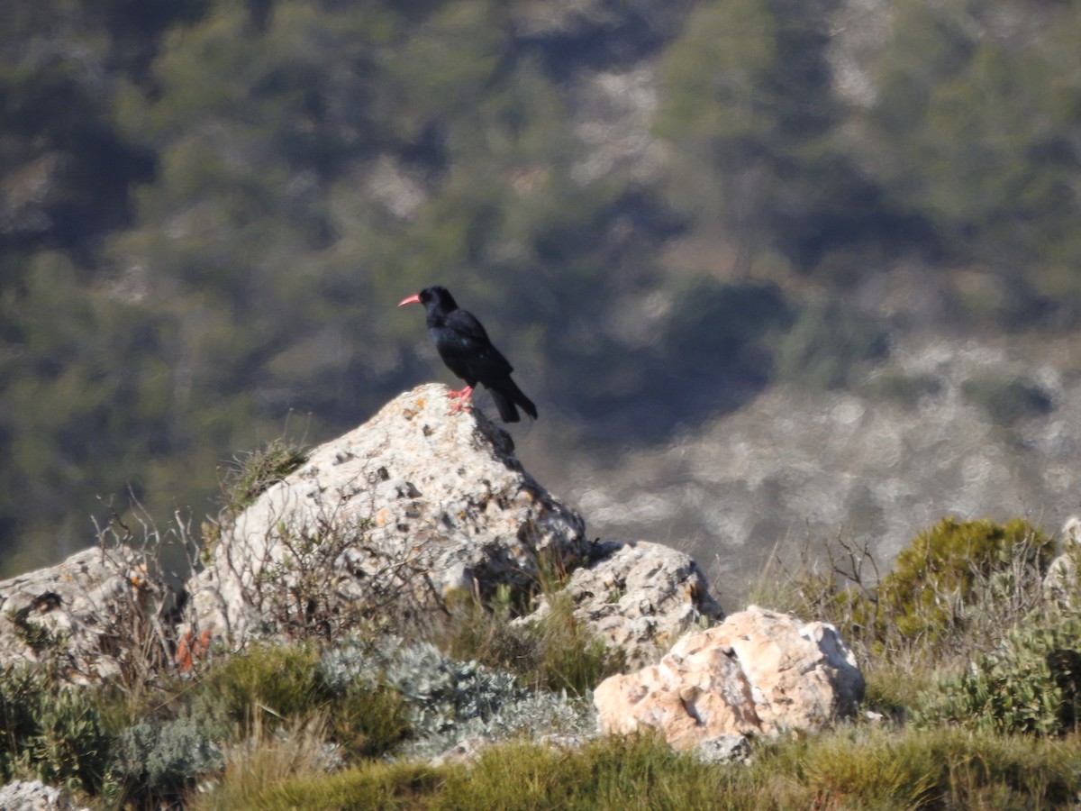 Kırmızı Gagalı Dağ Kargası - ML646696028