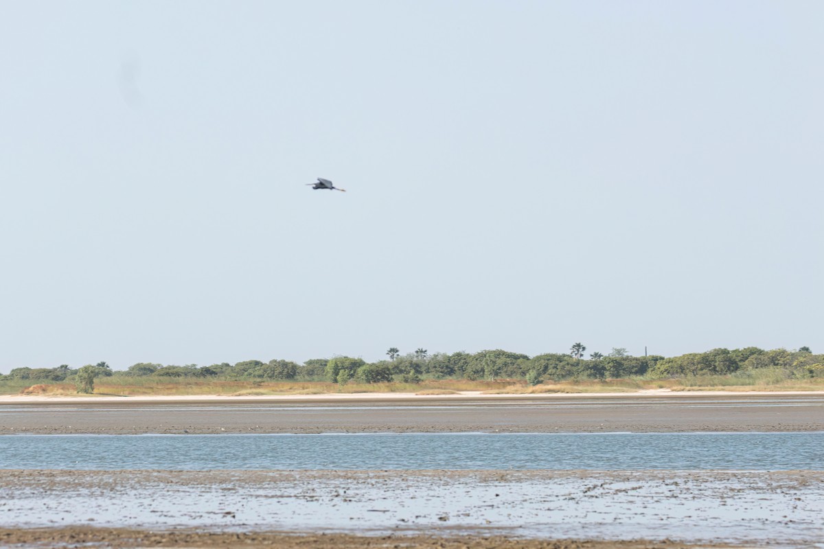 Aigrette à gorge blanche - ML646696035