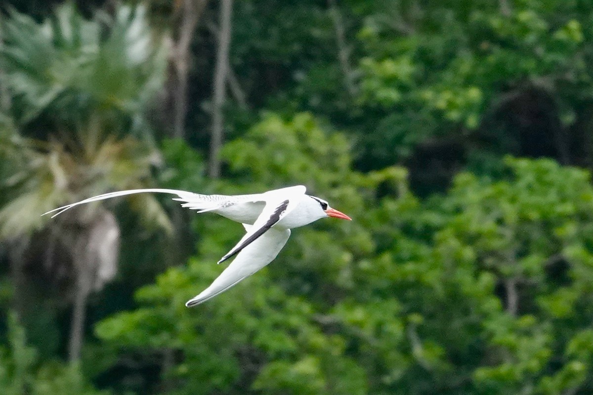 Red-billed Tropicbird - ML646696036