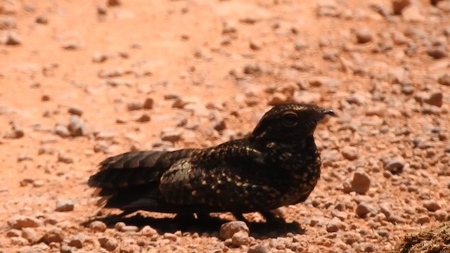 Blackish Nightjar - ML646696040