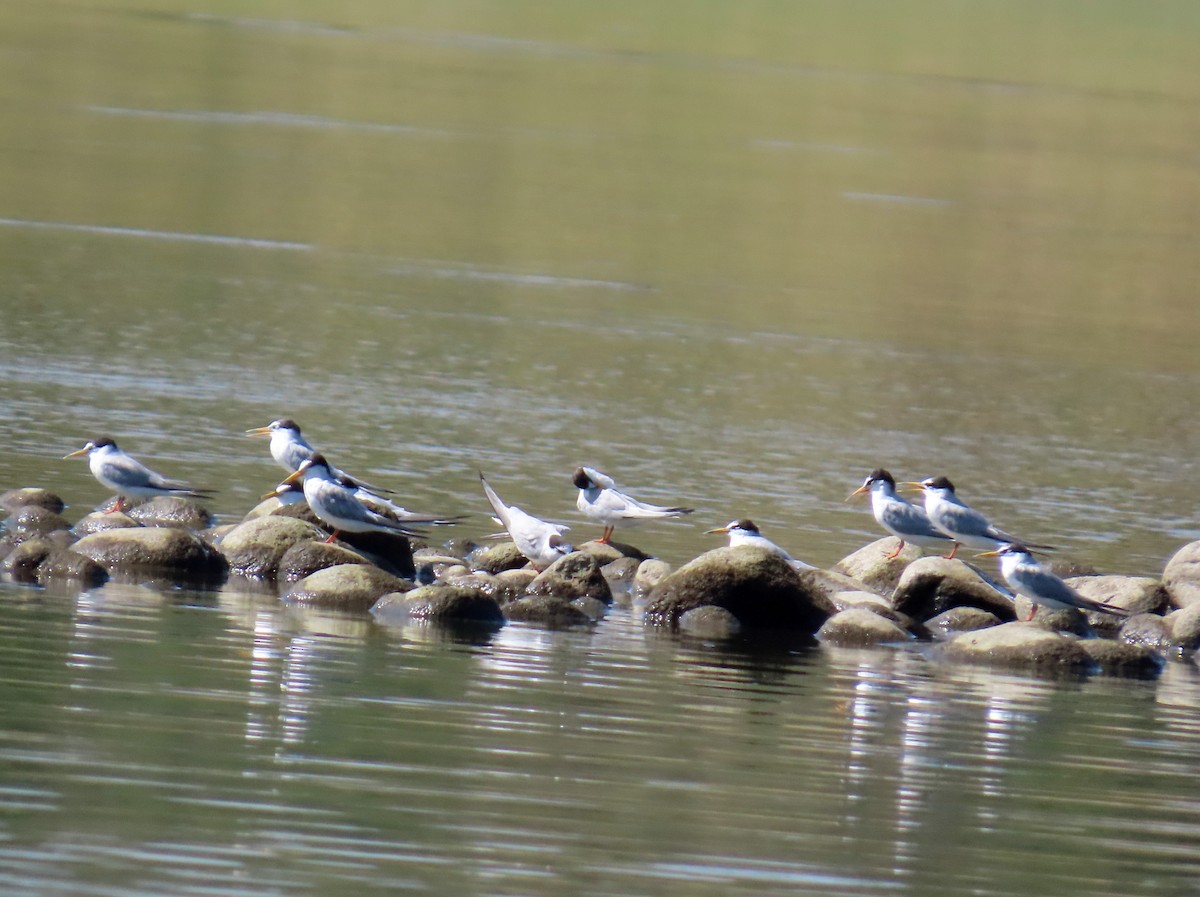 コアジサシ - ML646696042