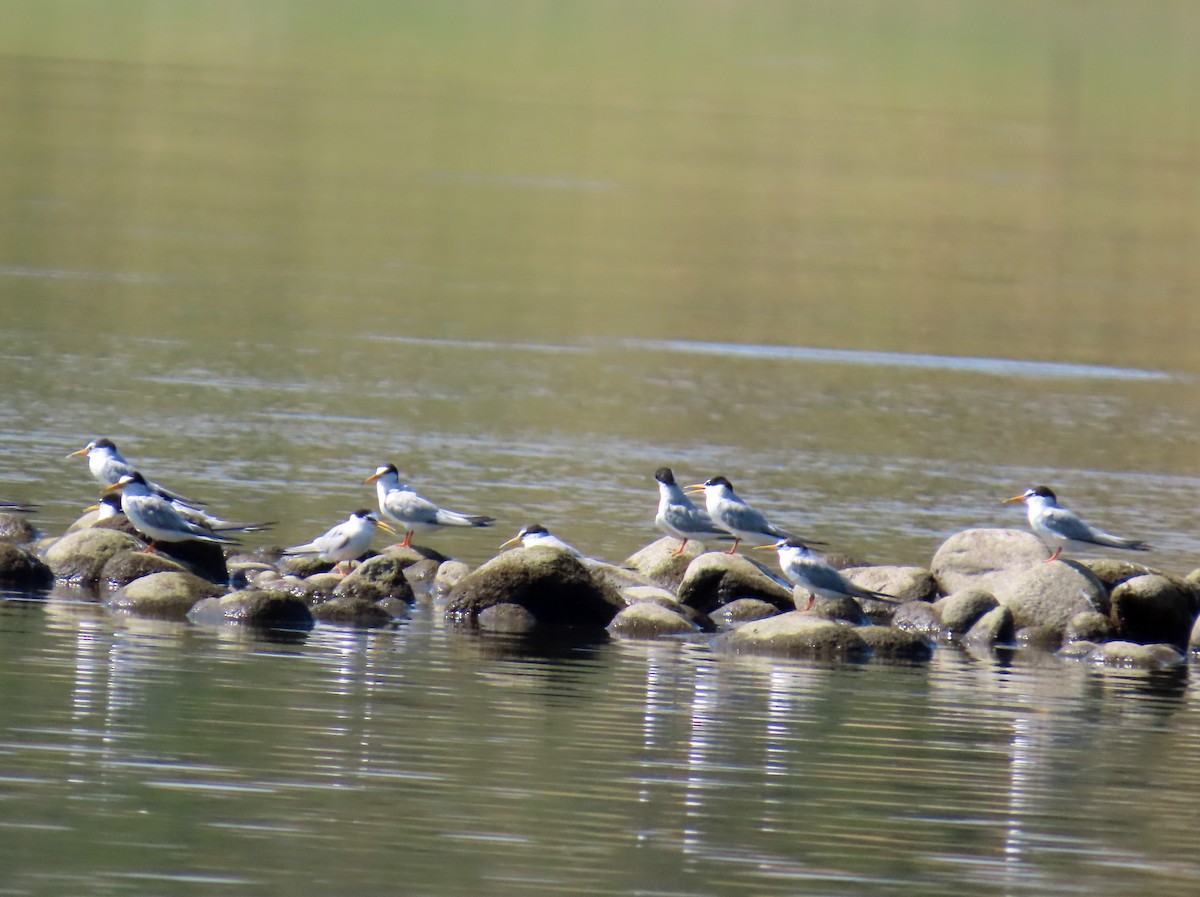 コアジサシ - ML646696044