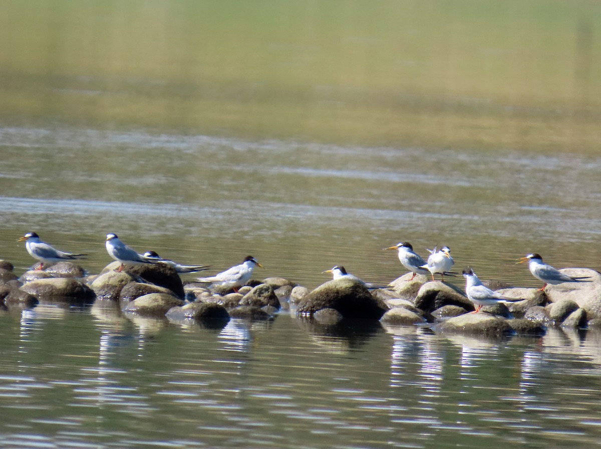 コアジサシ - ML646696046